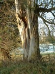 Photo of partially rotted tree trunk