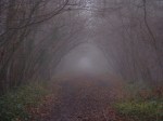 photo of tree arch in fog