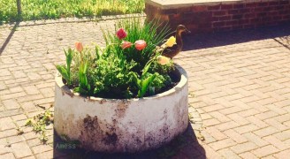 watermarked photo (2016-09-05-2139)